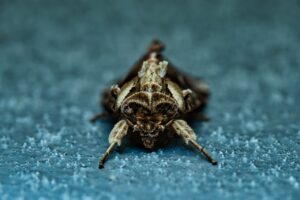 פרודניה - זיהוי, טיפול ומניעה